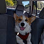 dog, corgi, pet, car_interior, backseat, harness, smiling, tongue_out, happy, animal, canine, transportation, vehicle, seat, window, sunlight, outdoor_view, fence, trees, daytime