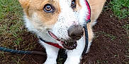 Oso is registered to the contest to win money with this photo: dog, corgi, puppy, dirt, mud, grass, garden, outdoor, playful, leash, pet, canine, animal, fur, ears, snout, happy, cute, nature, smiling