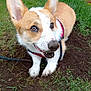 dog, corgi, puppy, dirt, mud, grass, garden, outdoor, playful, leash, pet, canine, animal, fur, ears, snout, happy, cute, nature, smiling