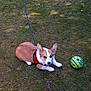 dog, puppy, corgi, grass, leash, harness, ball, outdoor, pet, canine, playful, animal, cute, ears, fur, mammal, young, resting, green, nature