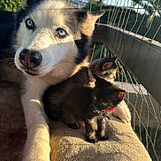 Lucky is registered to the contest to win money with this photo: husky, dog, blue_eyes, kitten, black_kitten, gray_kitten, pets, cushion, sunlight, outdoor, fence, greenery, collar, bow_tie, relaxing, companions, closeup, furry, animal, portrait