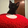 Lucky is registered to the contest to win money with this photo: black_kitten, cat, kitten, red_cushion, textured_cushion, white_circle, indoor, door, wooden_door, curious, pet, animal, feline, small, cute, fluffy, whiskers, ears, floor, room