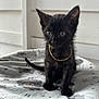 Lucky is registered to the contest to win money with this photo: kitten, black_cat, gold_chain, pet, animal, cute, feline, small, indoor, blanket, fur, whiskers, ears, tail, eyes, young, domestic_cat, sitting, adorable, portrait