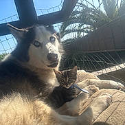 Velcro joined the competition — help win amazing prizes! husky, dog, kitten, cat, pet, animal, sunlight, outdoor, fence, mesh, resting, fur, blue_eyes, tabby, companion, relaxing, nature, cushion, shadows, closeup