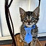 Velcro joined the competition — help win amazing prizes! kitten, cat, tabby, blue_tie, collar, bell, chair, woven_chair, pet, cute, animal, indoor, fur, whiskers, ears, curious, small, young, sitting, portrait