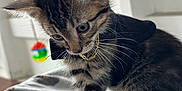 Velcro is registered to the contest to win money with this photo: kitten, tabby, cat, pet, cape, collar, blanket, soft, indoor, toy, colorful, whiskers, fur, curious, young, animal, playful, closeup, feline, cozy