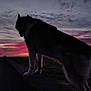 Zues is registered to the contest to win money with this photo: dog, husky, silhouette, sunset, sky, clouds, road, grass, nature, outdoor, twilight, dusk, animal, pet, evening, landscape, scenic, quiet, peaceful, leash