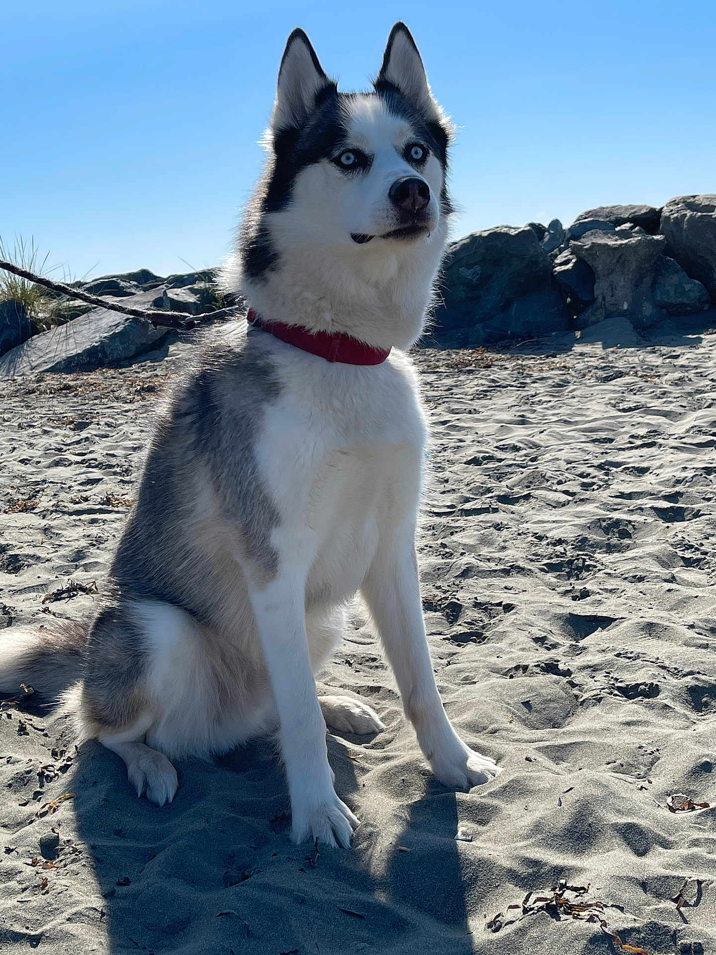 Zues joined the competition — help win amazing prizes! dog, siberian_husky, blue_eyes, sand, beach, rocks, leash, sunlight, outdoor, animal, pet, canine, fur, collar, nature, daytime, portrait, sitting, alert, sky