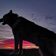 Zues is registered to the contest to win money with this photo: dog, silhouette, sunset, sky, clouds, outdoor, animal, pet, nature, twilight, evening, landscape, grass, leash, canine, majestic, scenic, peaceful, colorful_sky, profile
