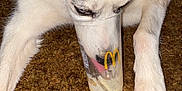 Zues joined the competition — help win amazing prizes! dog, husky, cup, mcdonalds, carpet, tongue, close_up, pet, indoor, curious, white, black, fur, snout, paws, drinking, food_container, animal, domestic_animal, household
