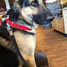 black, brown, canine, chair, collar, dennys, dog, domestic_animal, ears, fur, german_shepherd, indoor, leash, leisure, pet, restaurant, seated, snout, waiting, wooden_floor