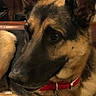 Axel is registered to the contest to win money with this photo: animal, black, brown, calm, canine, close_up, collar, dog, domestic_animal, ears, face, fur, furniture, german_shepherd, indoor, looking_away, muzzle, pet, portrait, tag