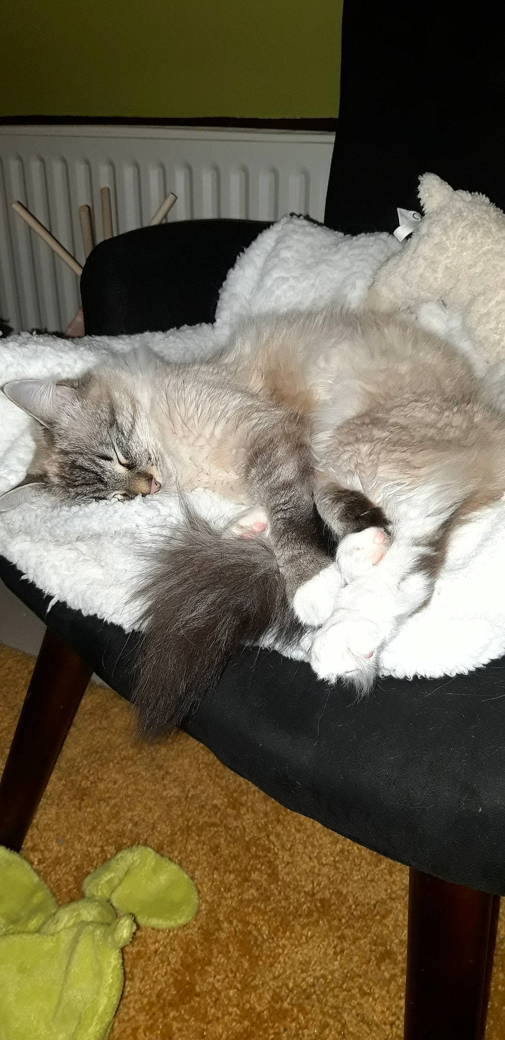 Kala a rejoint le concours — aidez-le/la à gagner de superbes lots ! carnivore, cat, domestic_long_haired_cat, felidae, fur, kitten, mammal, nap, norwegian_forest_cat, persian, polydactyl_cat, ragamuffin, small_to_medium_sized_cats, tail, whiskers