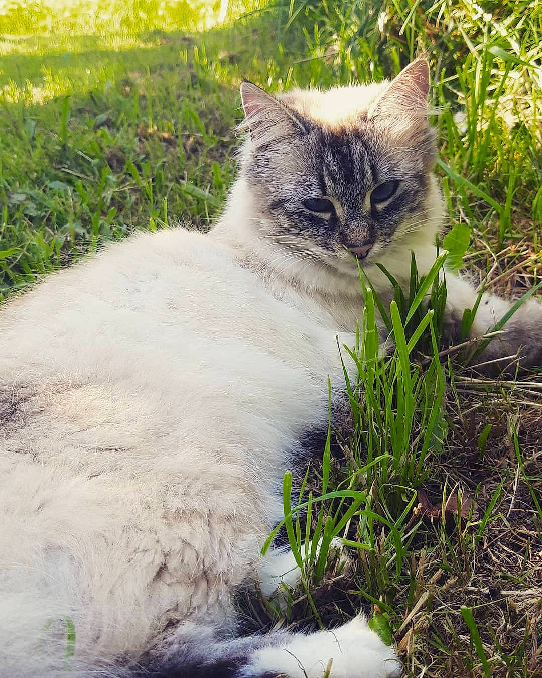 Kala participe au concours pour gagner de l'argent avec cette photo : birman, carnivore, cat, domestic_long_haired_cat, eye, felidae, fur, grass, iris, kitten, plant, ragdoll, small_to_medium_sized_cats, whiskers, wildlife