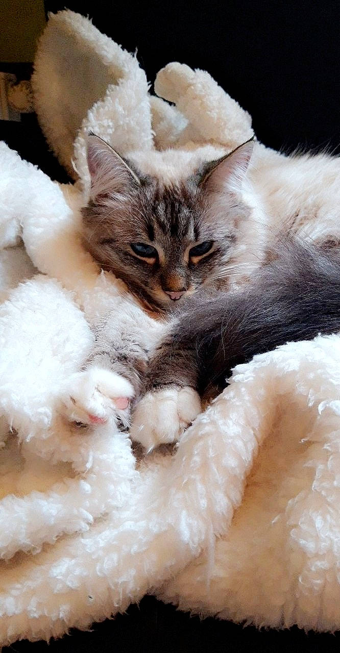 Kala a rejoint le concours — aidez-le/la à gagner de superbes lots ! asian, burmilla, carnivore, cat, claw, colorpoint_shorthair, felidae, fur, kitten, paw, polydactyl_cat, ragdoll, selkirk_rex, small_to_medium_sized_cats, turkish_angora, turkish_van, whiskers