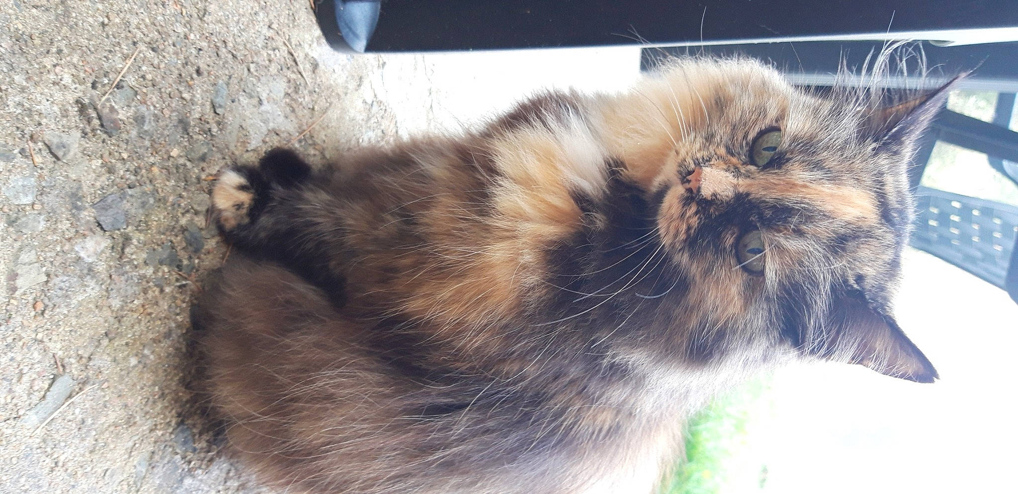 Choursette participe au concours pour gagner de l'argent avec cette photo : canidae, carnivore, cat, domestic_long_haired_cat, fawn, felidae, fur, persian, small_to_medium_sized_cats, tail, whiskers