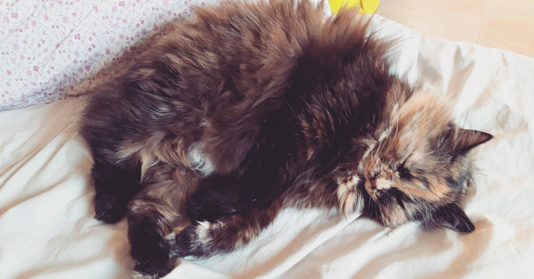 Choursette a rejoint le concours — aidez-le/la à gagner de superbes lots ! british_longhair, carnivore, cat, claw, cymric, domestic_long_haired_cat, ear, felidae, fur, kitten, kurilian_bobtail, liver, maine_coon, norwegian_forest_cat, persian, small_to_medium_sized_cats, tail, textile, whiskers