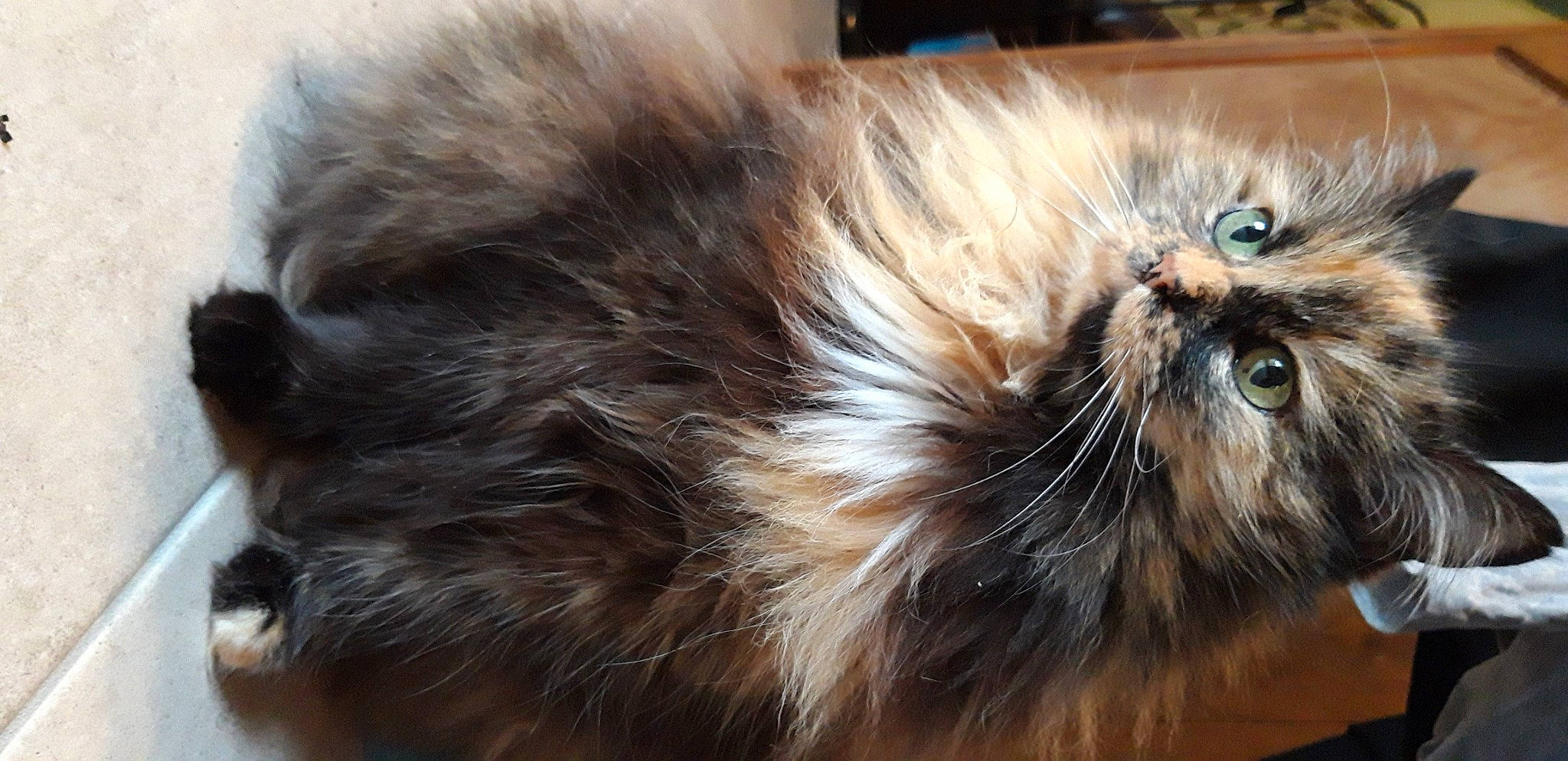 Choursette a rejoint le concours — aidez-le/la à gagner de superbes lots ! asian_semi_longhair, british_longhair, british_semi_longhair, carnivore, cat, close_up, domestic_long_haired_cat, ear, fawn, felidae, fur, himalayan, liver, mammal, norwegian_forest_cat, persian, small_to_medium_sized_cats, whiskers