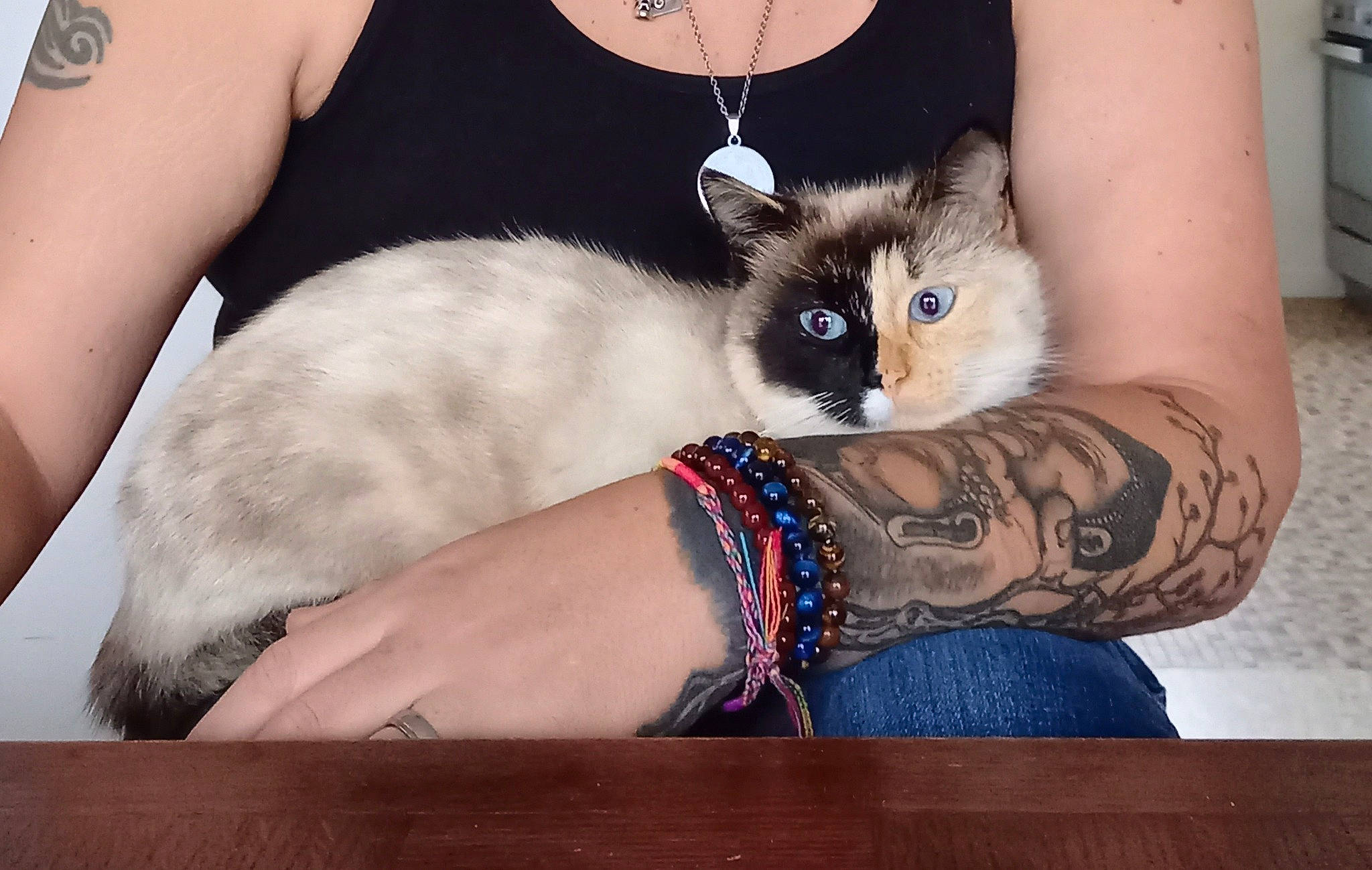 Asia participe au concours pour gagner de l'argent avec cette photo : carnivore, cat, chest, comfort, eye, fawn, felidae, hair, head, iris, joint, neck, siamese, small_to_medium_sized_cats, snout, tail, thigh, trunk, watch, whiskers