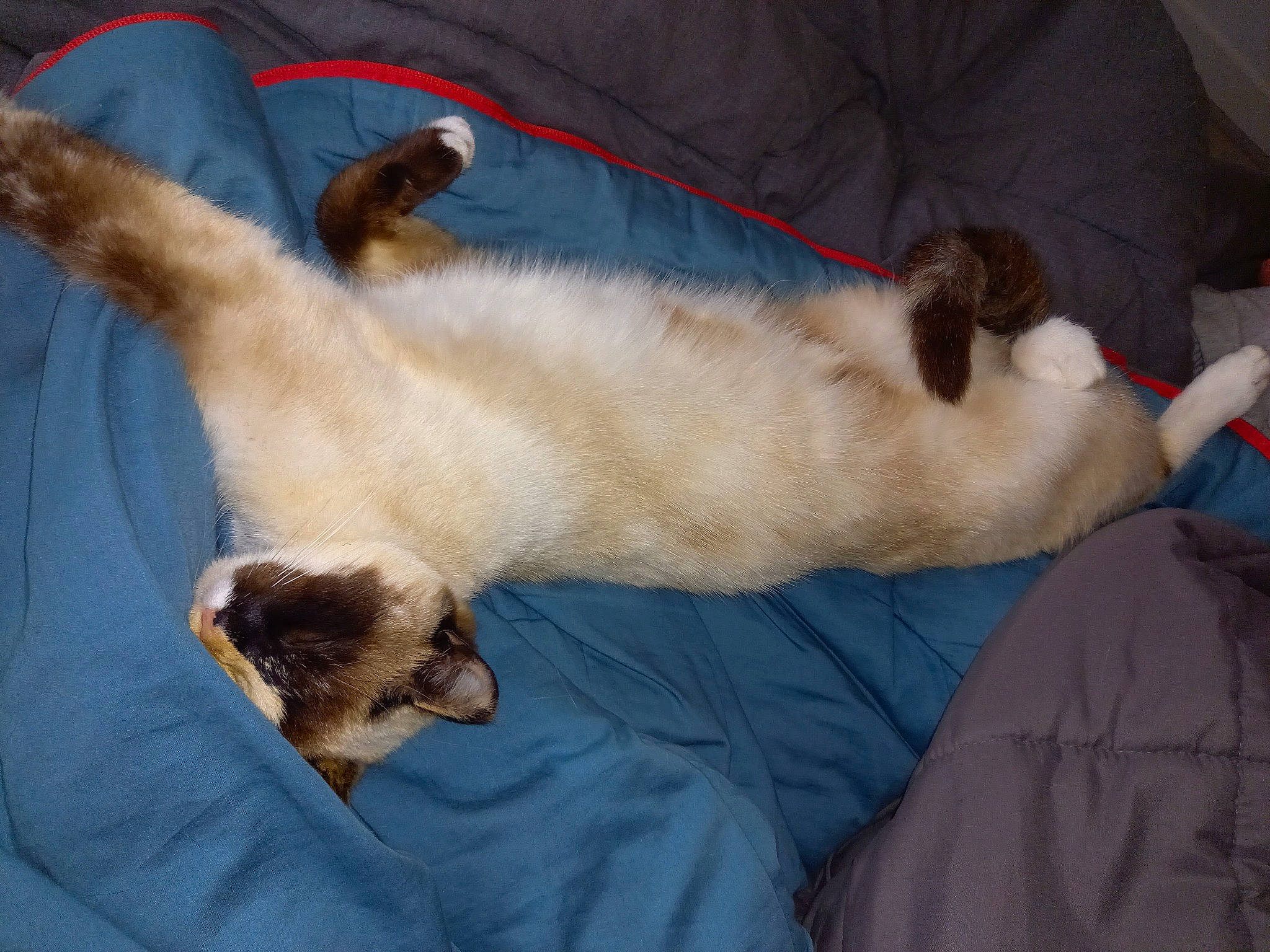 Asia a rejoint le concours — aidez-le/la à gagner de superbes lots ! balinese, carnivore, cat, claw, comfort, companion_dog, dog_breed, domestic_short_haired_cat, fawn, felidae, fur, linens, nap, paw, siamese, sleep, small_to_medium_sized_cats, tail, thai, whiskers