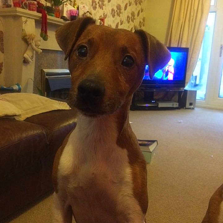 Chester is registered to the contest to win money with this photo: