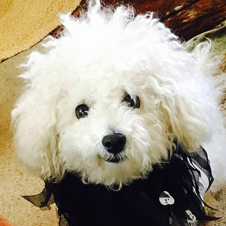 Paloma participe au concours pour gagner de l'argent avec cette photo : canidae, carnivore, companion_dog, dog, dog_breed, fur, labradoodle, maltepoo, non_sporting_group, poodle, puppy, shih_poo, small_terrier, snout, sporting_group, terrier, toy_dog, water_dog, working_animal, yorkipoo