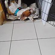 Vicky a rejoint le concours — aidez-le/la à gagner de superbes lots ! dog, pet, crate, collar, blanket, tile_floor, indoor, resting, relaxed, animal, canine, sleeping, home, furniture, metal, comfort, domestic, paw, ear, mouth