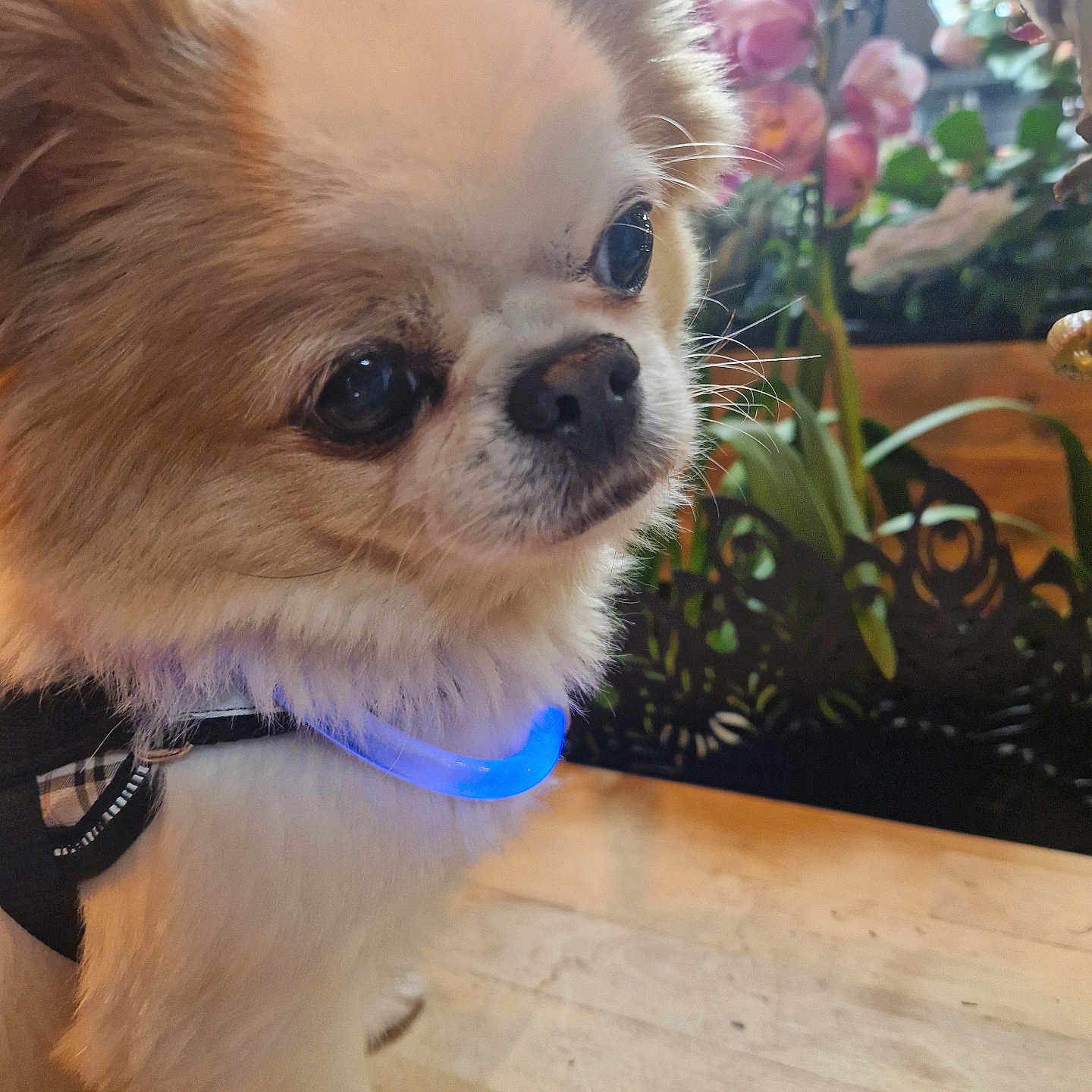 Gyggy participe au concours pour gagner de l'argent avec cette photo : animal, canine, chihuahua, cockerspaniel, dog, eskimodog, flower, flowerarrangement, geranium, ikebana, indoors, interiordesign, jar, papillon, pet, petal, plant, pottedplant, pottery, puppy