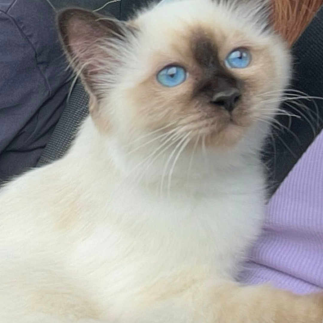 Yuzu a rejoint le concours — aidez-le/la à gagner de superbes lots ! adult, angora, animal, cat, cushion, head, homedecor, kitten, male, man, person, pet, siamese