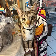 Atsu joined the competition — help win amazing prizes! abyssinian, animal, architecture, bag, blanket, box, building, cat, egyptiancat, furniture, indoors, kitten, laundry, manx, outdoors, person, pet, shelf, shelter, towel