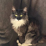 Ulyss a rejoint le concours — aidez-le/la à gagner de superbes lots ! cat, fluffy, yellow_eyes, sitting, dark_background, furry, pet, animal, whiskers, indoor, cozy, soft_texture, portrait, feline, domestic_cat, cute, alert, long_hair, white_paws, relaxed