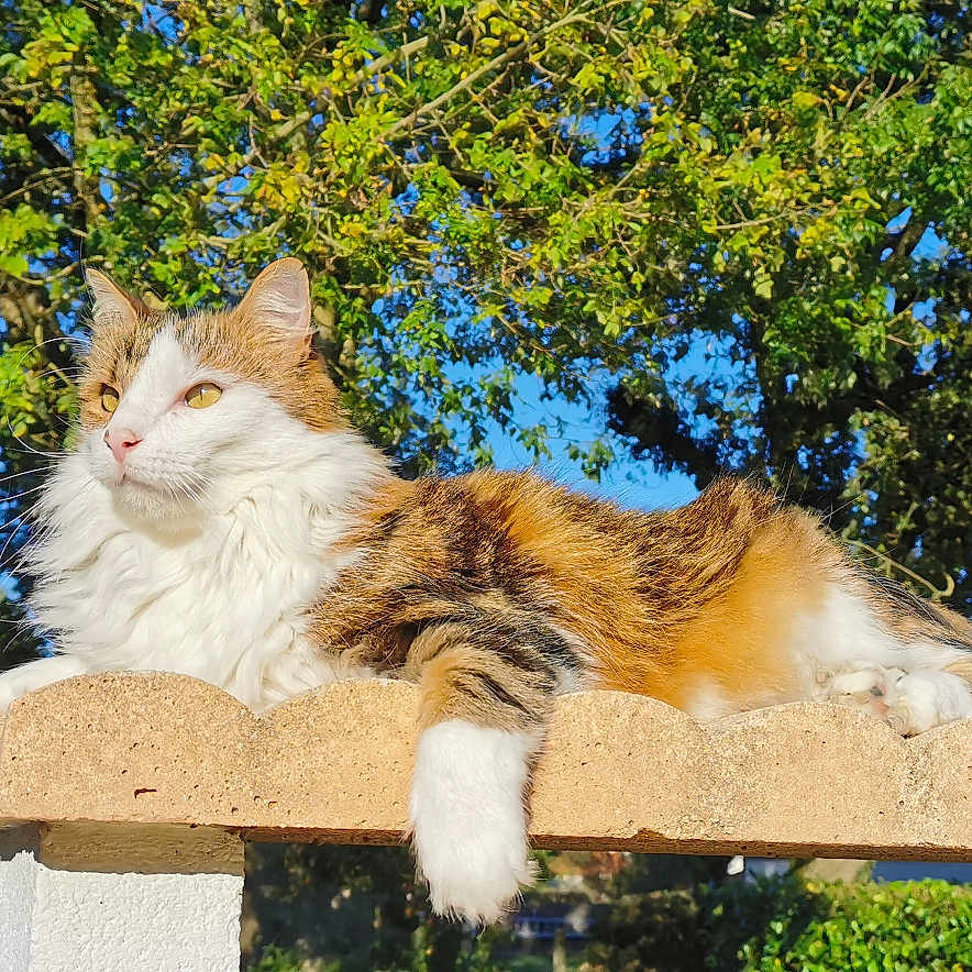 Pilou a rejoint le concours — aidez-le/la à gagner de superbes lots ! abyssinian, angora, animal, architecture, building, cat, house, housing, kitten, manx, nature, oak, outdoors, pet, plant, porch, sycamore, tree, vegetation, wood