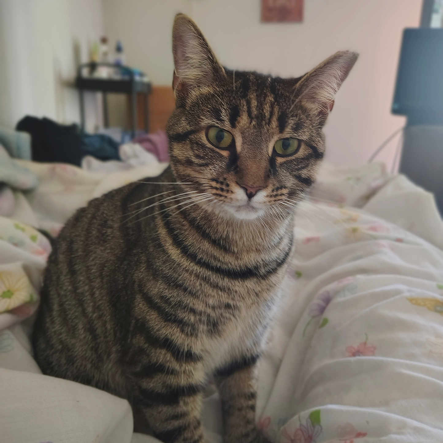 Tiger is registered to the contest to win money with this photo: animal, bed, blanket, cat, cozy, cute, domestic, feline, floral, fur, green_eyes, indoor, pet, portrait, room, sitting, soft_light, striped, tabby, whiskers