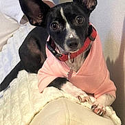 Cookie joined the competition — help win amazing prizes! dog, small_dog, black_and_white, pink_sweater, big_ears, couch, blanket, indoor, pet, animal, relaxed, curious, paw, collar, furniture, domestic, cute, companion, resting, canine
