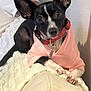 dog, small_dog, black_and_white, pink_sweater, big_ears, couch, blanket, indoor, pet, animal, relaxed, curious, paw, collar, furniture, domestic, cute, companion, resting, canine