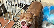 Cardi B participe au concours pour gagner de l'argent avec cette photo : dog, brown, white, tongue_out, happy, sunlight, outdoor, wooden_deck, metal_railing, pet, smiling, canine, sunny, daytime, closeup, animal, friendly, cute, playful, tongue