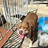 dog, brown, white, tongue_out, smiling, sunlight, wooden_deck, metal_railing, outdoor, pet, happy, close_up, daylight, canine, animal, playful, tongue, shadow, sunny