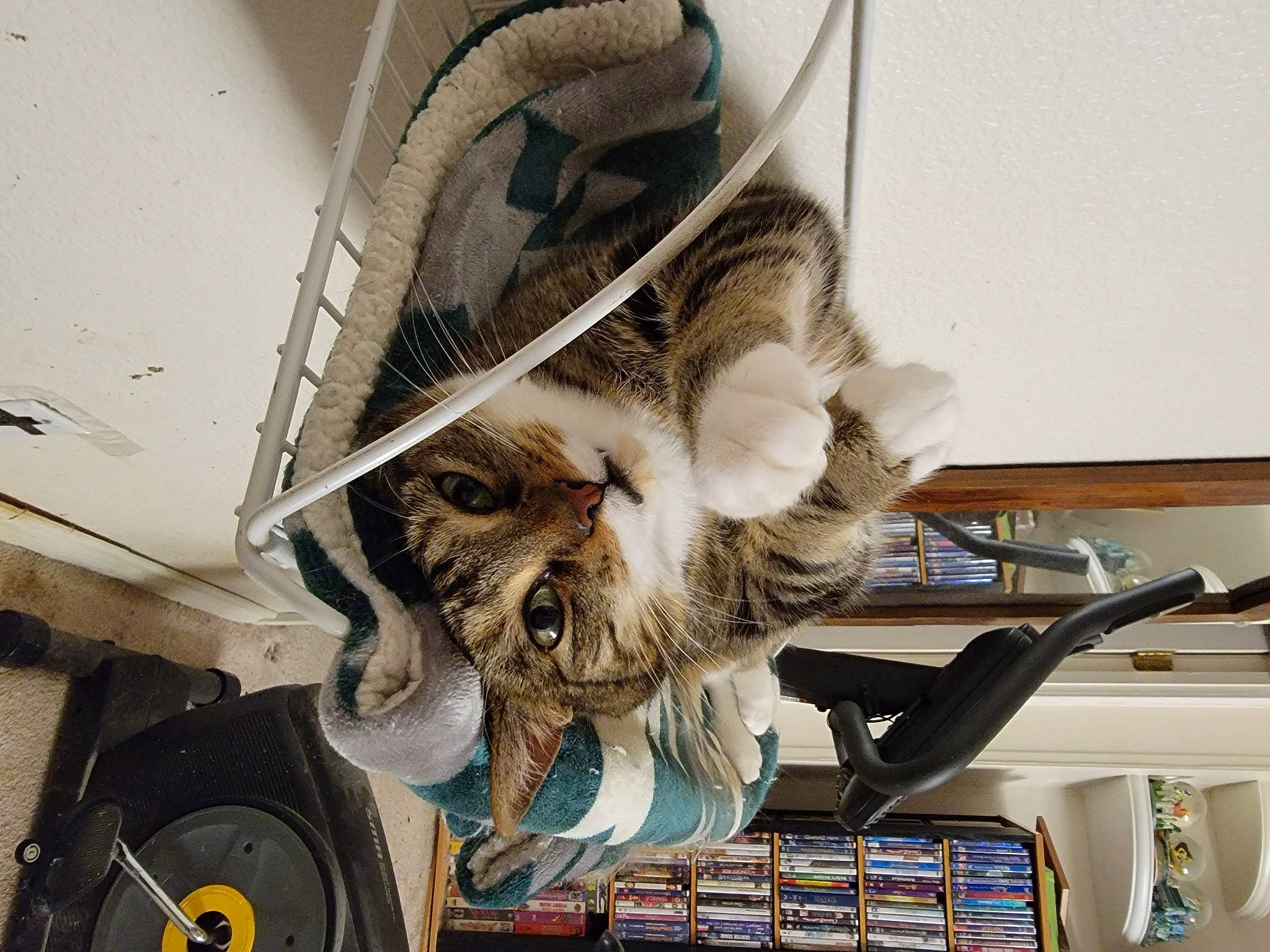 Berry is registered to the contest to win money with this photo: automotive_design, automotive_tire, bookcase, carnivore, eyewear, fashion_accessory, feather, felidae, fur, jaw, rim, service, shelf, shelving, small_to_medium_sized_cats, snout, tire, wheel, whiskers, wing