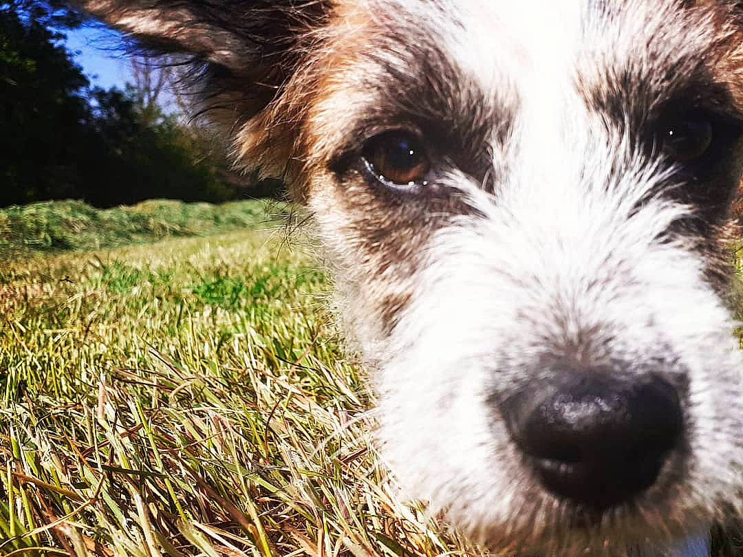 Rusty a rejoint le concours — aidez-le/la à gagner de superbes lots ! canidae, carnivore, companion_dog, dog, dog_breed, fox_terrier, grass, kromfohrlander, mammal, parson_russell_terrier, puppy, rare_breed_dog, russell_terrier, small_terrier, snout, sporting_lucas_terrier, terrier, wire_hair_fox_terrier