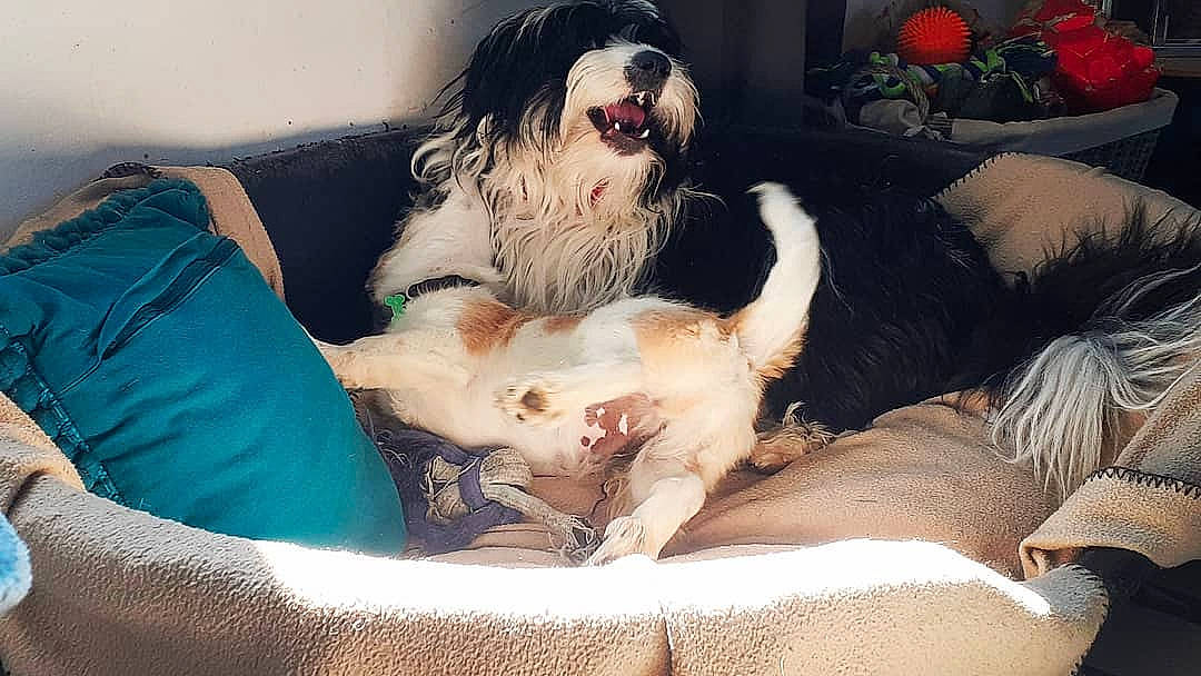 Rusty participe au concours pour gagner de l'argent avec cette photo : canidae, carnivore, cockapoo, companion_dog, dog, dog_breed, mammal, non_sporting_group, petit_basset_griffon_vendeen, puppy, puppy_love, schnoodle, shih_tzu, sporting_group, tibetan_terrier, toy_dog, vertebrate