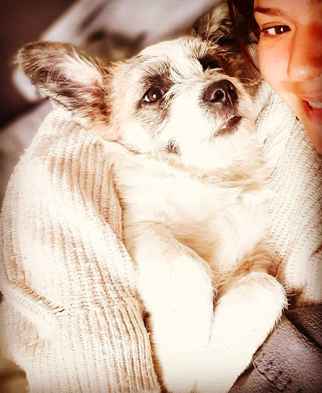 Rusty participe au concours pour gagner de l'argent avec cette photo : canidae, carnivore, companion_dog, dog, dog_breed, ear, eye, fawn, fur, love, mammal, puppy, puppy_love, skin, whiskers