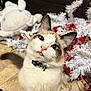 Levi joined the competition — help win amazing prizes! animal, brown_markings, cat, christmas_tree, closeup, collar, curious, cute, domestic, feline, floor_tiles, fluffy, holiday_decorations, indoor, pet, plush_toy, red_ornaments, sitting, tongue_out, white_fur