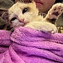Levi joined the competition — help win amazing prizes! animal, blanket, cat, closeup, comfort, cozy, cute, face, fur, indoor, kitten, paw, person, pet, purple, relaxed, resting, sleepy, soft, warm