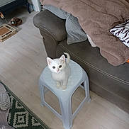 Perle participe au concours pour gagner de l'argent avec cette photo : blanket, couch, cozy, curious, cute, floor, furniture, home, indoor, kitten, living_room, looking_up, pet, pillow, plastic, rug, seated, small_animal, stool, white_cat