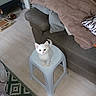 blanket, couch, cozy, curious, cute, floor, furniture, home, indoor, kitten, living_room, looking_up, pet, pillow, plastic, rug, seated, small_animal, stool, white_cat