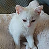 kitten, white_cat, feline, pet, animal, cute, fluffy, soft_blanket, couch, indoor, young_cat, small_animal, cozy, resting, fur, domestic_cat, curious, cute_pet, sitting, adorable