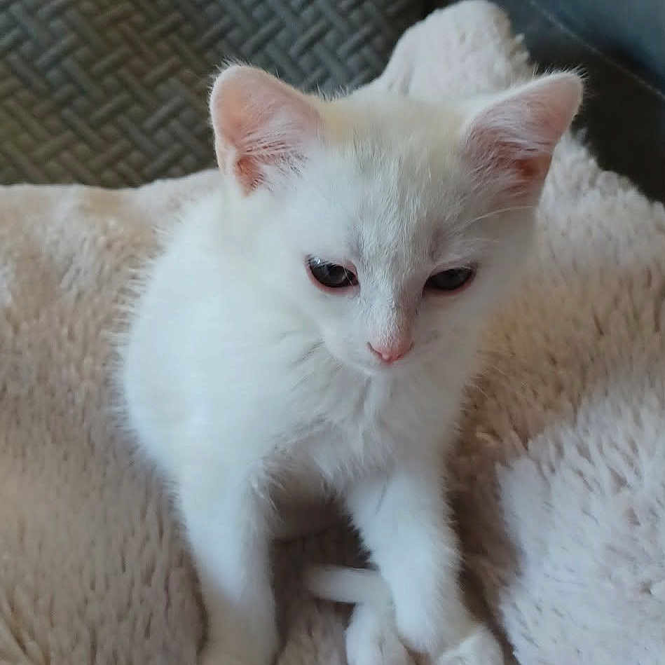 Perle participe au concours pour gagner de l'argent avec cette photo : kitten, white_cat, feline, pet, animal, cute, fluffy, soft_blanket, couch, indoor, young_cat, small_animal, cozy, resting, fur, domestic_cat, curious, cute_pet, sitting, adorable