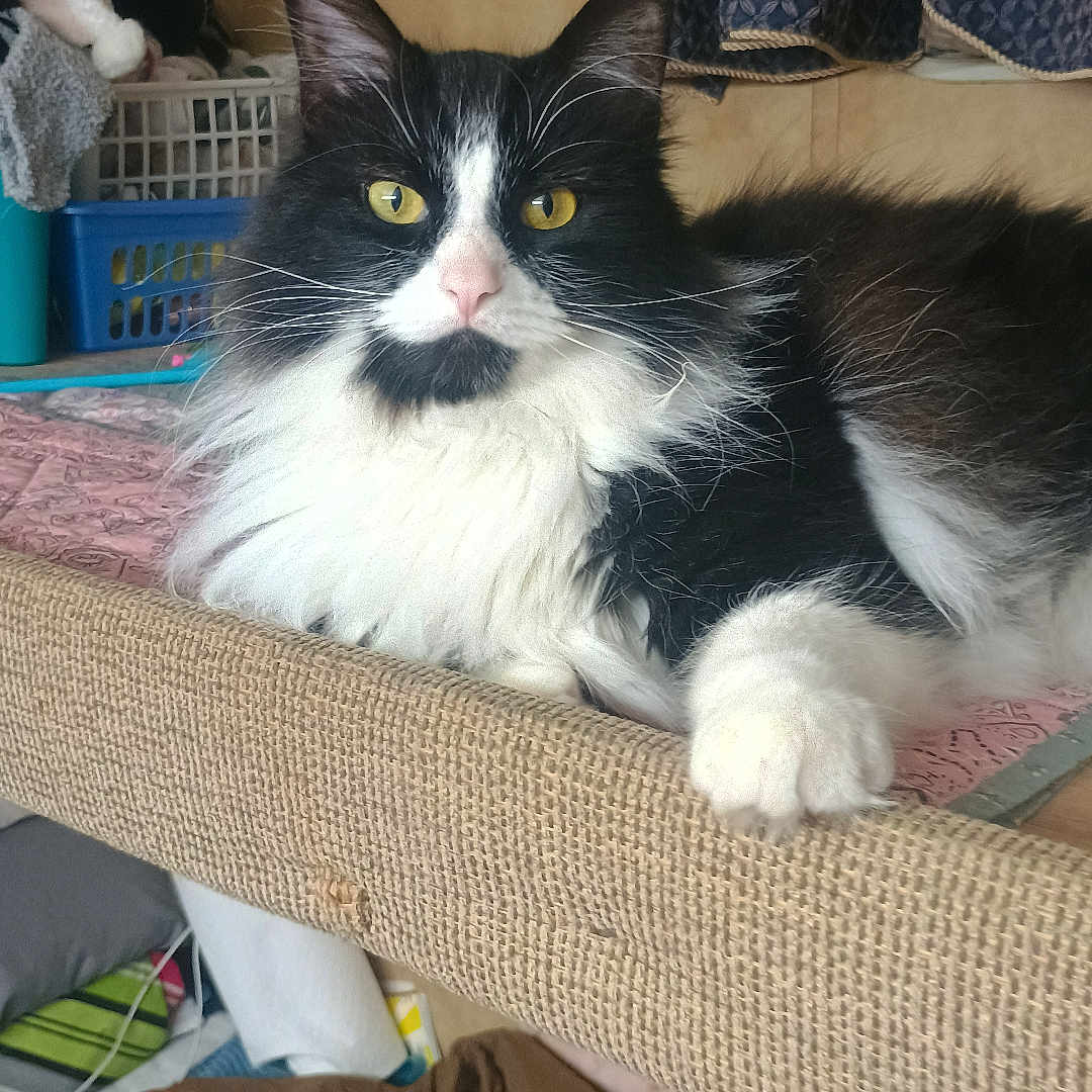 Baby joined the competition — help win amazing prizes! black_and_white, blanket, cat, cozy, curtain, domestic, fabric, feline, fluffy, fur, home, indoor, laundry_basket, looking, paw, pet, resting, soft, texture, yellow_eyes