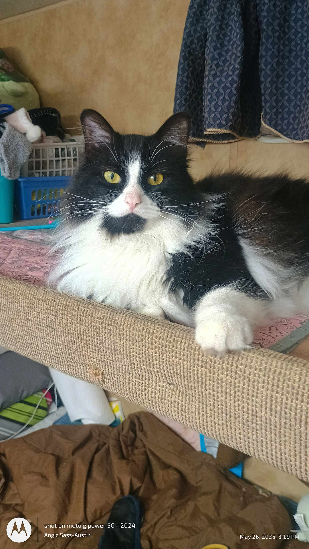 Baby joined the competition — help win amazing prizes! cat, black_and_white, fluffy, indoor, pet, yellow_eyes, feline, resting, curtain, fabric, home, texture, laundry_basket, blanket, soft, fur, paw, looking, cozy, domestic