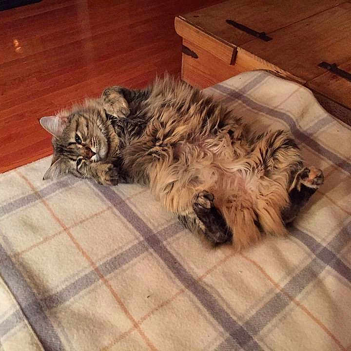 Penny